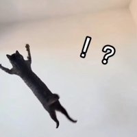 ジャンプしている猫