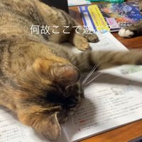 遊ぶ猫
