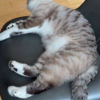 椅子に寝転がるヴェルちゃん