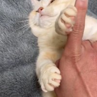 指をどかしたまま顔を横へそむける猫