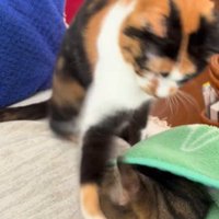 寝起きで猫パンチを浴びたキジトラ