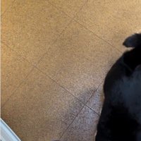人の足元に立っている猫