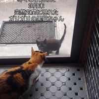 外にいる子猫を見る成猫