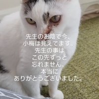 たたずむ猫