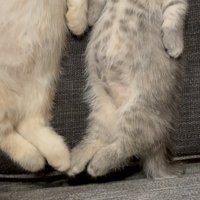 ソファで眠る2匹のマンチカン