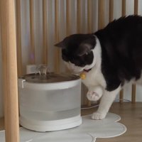給水器の前の猫