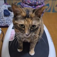 ブルブルマシンの上に乗っている猫