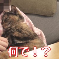 抱きつく猫
