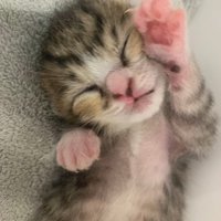 手をあげる子猫