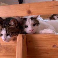 並ぶふたり