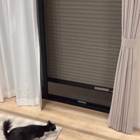 シャッターを見る猫たち