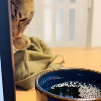 ママさんの麦茶を盗み飲みするキジトラ猫