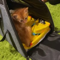 キャリーバッグから出てくる子猫