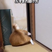 襖の前で横になる猫