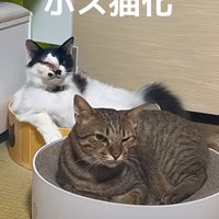 ベッドに座る猫