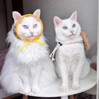 小物を身に着けた2匹の白猫