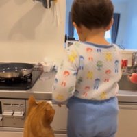 キッチンに立つ子供を見つめる猫