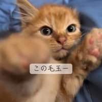 カメラに前足を伸ばしている子猫