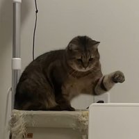 ヒーターを見つめ左手をあげる猫