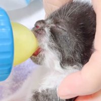哺乳瓶からミルクを飲む子猫