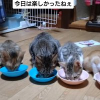 ご飯を食べる猫