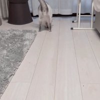 画面奥にいる猫の後ろ姿