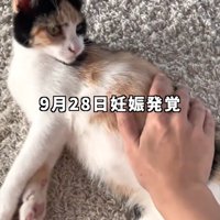 お腹をなでられる猫