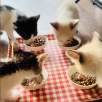 ご飯を食べる4匹の子猫