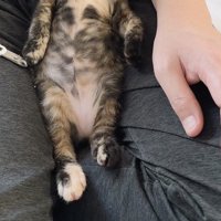 膝の上の子猫