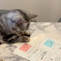 紙を踏む猫
