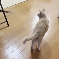白い椅子の横に立つ後ろ姿の猫