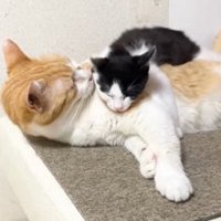 むぎくんの体に顔を乗せるチーノくん