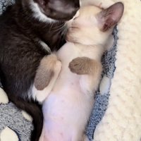 顔を舐められるジェムくん