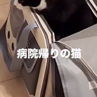 キャリーバッグから出てくる猫