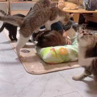 寝ている飼い主に集まる猫