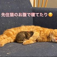 添い寝する猫と子猫