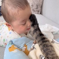 赤ちゃんを尻尾であやすキジトラ猫