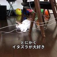 長い紐で遊ぶ猫