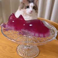 イスに飛び乗る猫