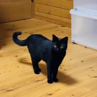 フローリングに立って尻尾を揺らす黒猫