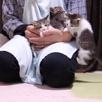 3匹密集