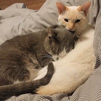 添い寝する猫たち