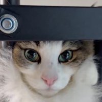懸垂の器械の下から見守る飼い主を見つめ返す猫