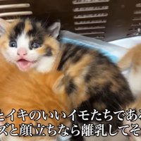 父ちゃんに向かって威嚇する三毛子猫
