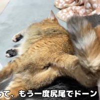 子規君の顔にしっぽをぶつけるリサちゃん