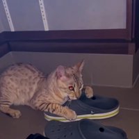 玄関でサンダルを噛む猫2