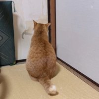 襖の前に座る猫