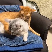 サバトラ猫を羽交い絞めにする茶トラ猫