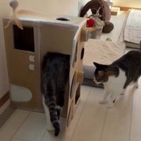 段ボールハウスの中に入ろうとしている猫とそれを見ている猫