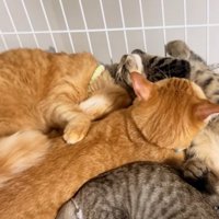 固まって寝る猫達